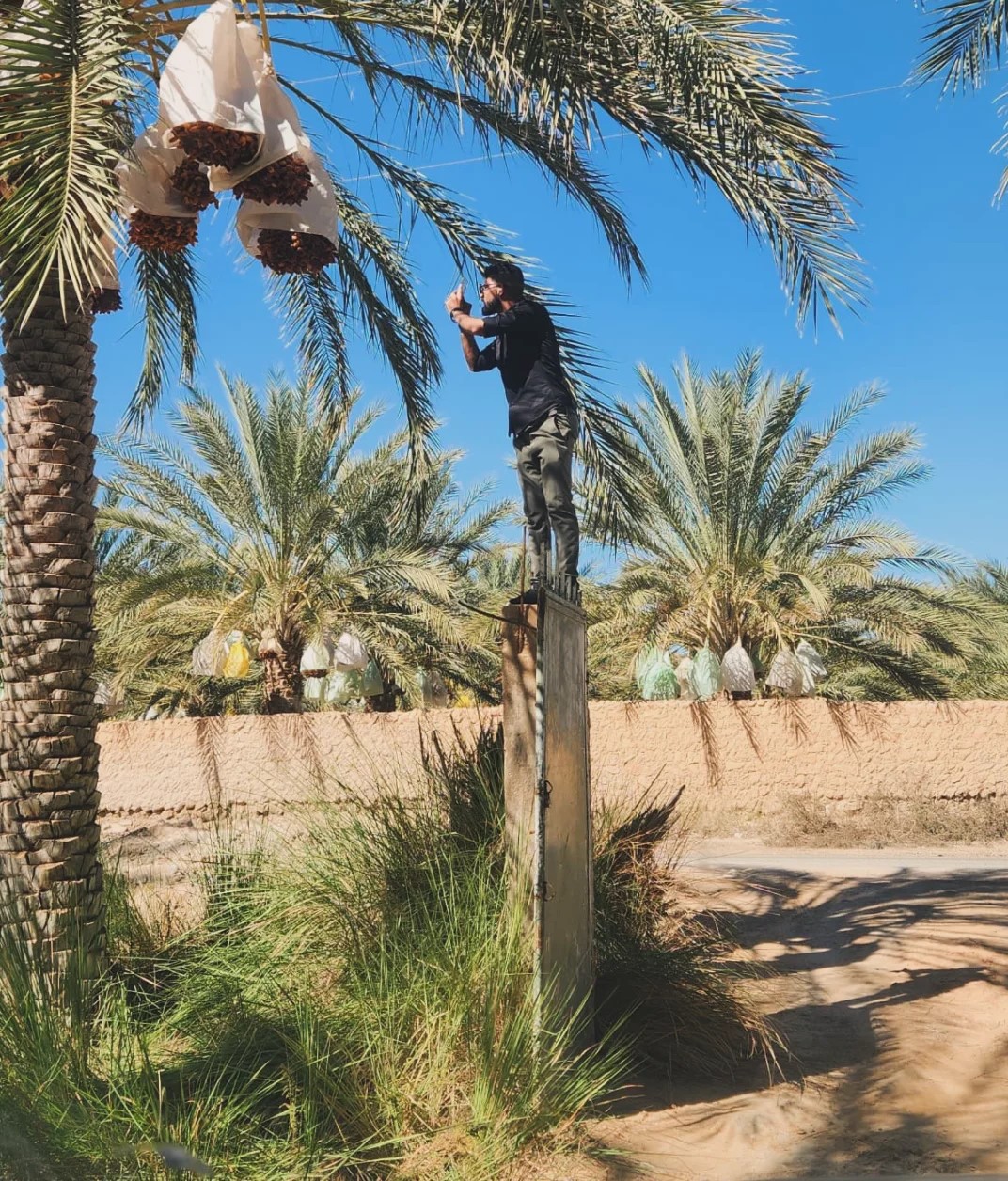 Algerian date palm oasis in Biskra region under golden sunlight